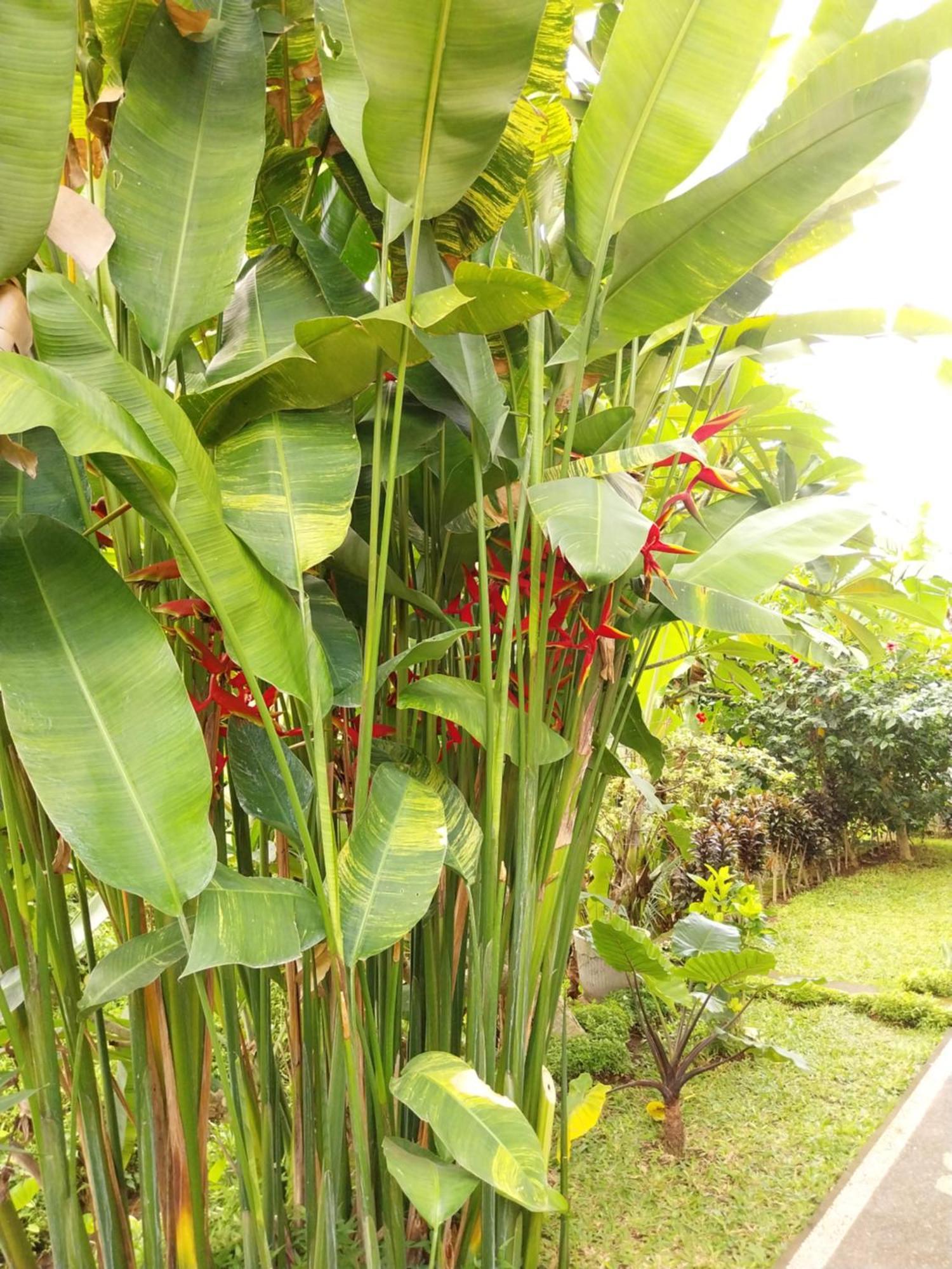 Puri Prana Guest House Ubud Zewnętrze zdjęcie